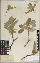 Foto von Salix lanata L.